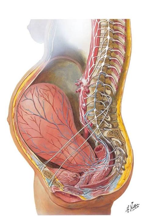 At the end of a full pregnancy, the woman's body pushes the baby out through her vagina. View of a pregnant uterus, look at the stretch of those ...