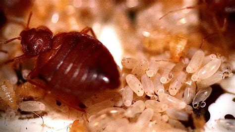 Three Michigan Cities Named Among Worst Cities For Bed Bugs In The Us