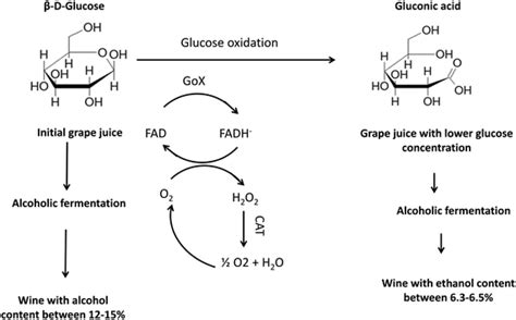Enzyme Production Of D Gluconic Acid And Glucose Oxidase Successful
