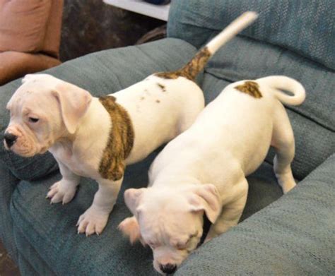 Muscle definition must be evident throughout the body. NKC AMERICAN BULLDOG PUPPIES for Sale in Jacksonville ...