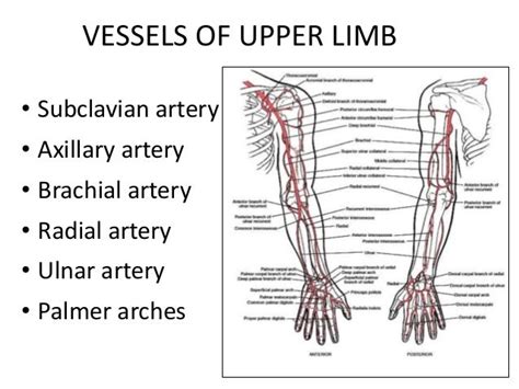 Vessels Of Upper Limb