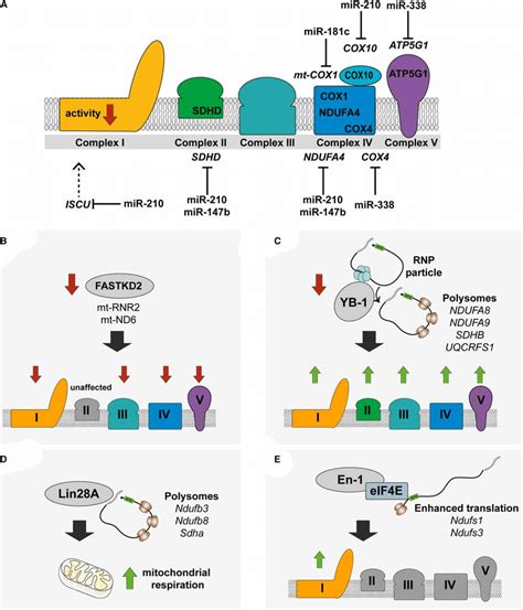 Summary Of The Post Transcriptional Gene Regulation Mechanisms Known To