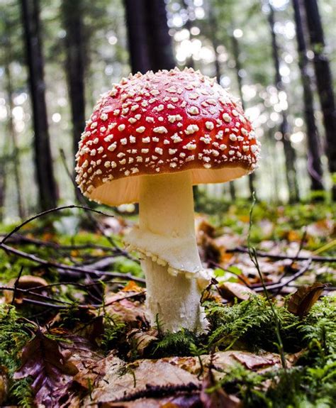 Photos Of Mushrooms That Look Straight Out Of A Fairytale Poisonous