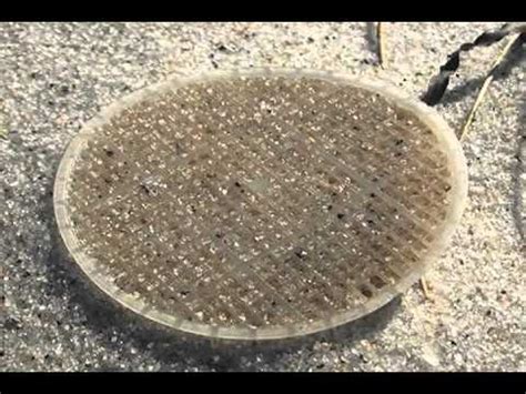 Weird Disks Wash Up On Cape Beaches Youtube