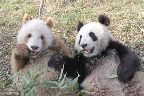 Rare Brown Panda Shows Up In China China Plus