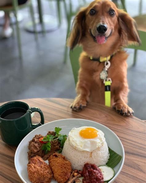 11 Dog Friendly Cafes And Restaurants In Singapore That You Can Dine At