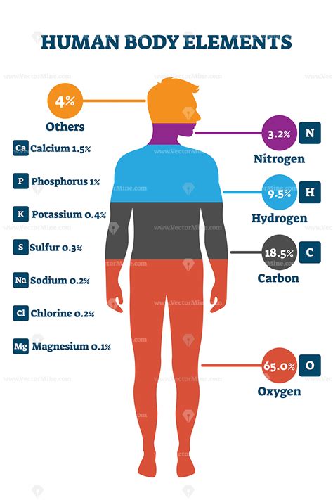 Human Body Elements Vector Illustration Infographic Human Body Science Human Body Systems
