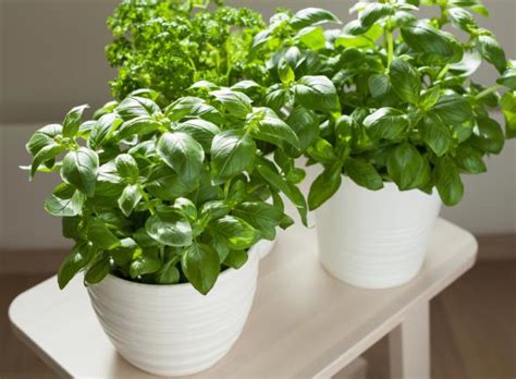 Basilic comment bien réussir la culture de son basilic en pot