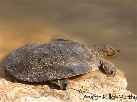 African Soft Shelled Turtle Trionyx Triunguis Vicinity O Flickr