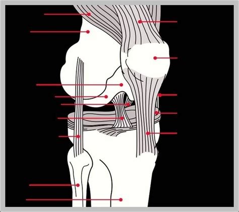 Knee Anatomy System Human Body Anatomy Diagram And Chart Images