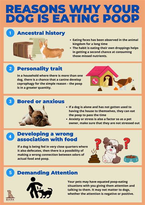 Definitive Guide To Understanding Why Dogs Eat Poop Bark For More