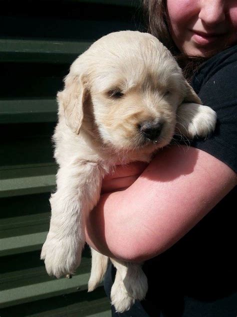 Not till spring of 2021 all sold pups are now $1800 limited reg. GOLDEN RETRIEVER PUPPIES FOR SALE | Gainsborough ...
