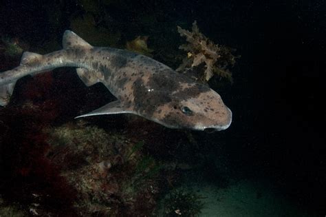 Australian Swellshark Cephaloscyllium Laticeps Shark Database