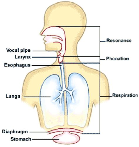 1 Stages Of Voice Production Source Anatomy And Physiology John