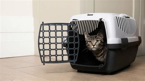 The Ultimate Cat Travel Checklist Purina