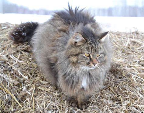 Top 10 Largest Cat Breeds In The World The Mysterious World