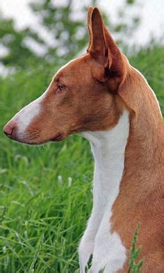 Feel free to browse hundreds of active classified puppy for sale listings, from dog breeders in pa and the surrounding. Ibizan Hound | Hound puppies, Ibizan hound, Dog breeds