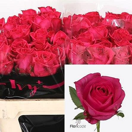 Rose Ivy Cm Wholesale Dutch Flowers Florist Supplies Uk