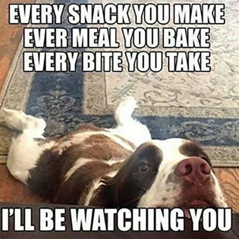 50 Hilarious And Relatable Dog Memes For National Dog Day Funny Dog