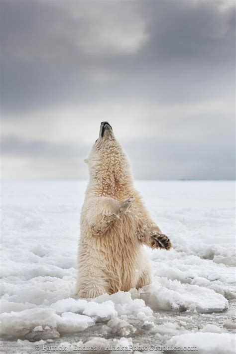 Alaskaphotographics Polar Bear Cub Sits Upright On Hind Legs