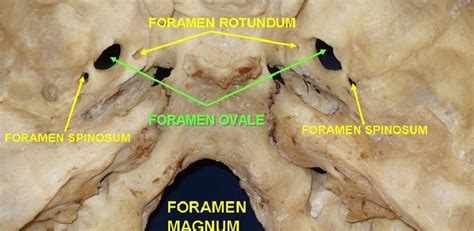 Foramen - The Definitive Guide | Biology Dictionary