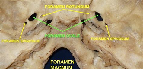 Foramen The Definitive Guide Biology Dictionary