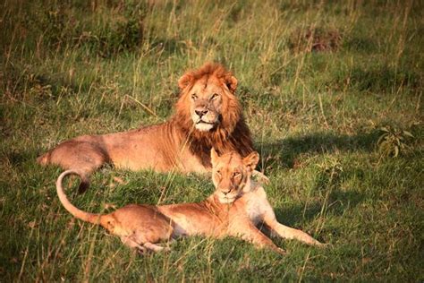 Homophobic Official In Kenya Says Male Lions Having Sex Together Must