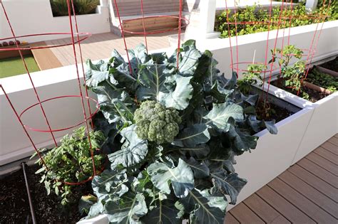 Grow Broccoli In Containers Hassle Free