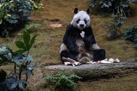 Giant Pandas No Longer Endangered Says China Cyber Rt