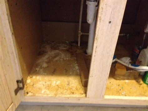Mice can get into homes and become a real problem—building nests, contaminating food, causing damage, and spreading disease. Cabinet under Kitchen Sink: It looks pretty gross because ...
