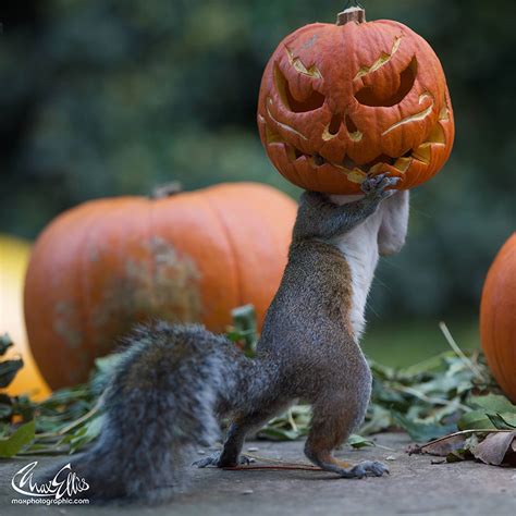 Squirrels eating pumpkins for outdoor yard decorations is a common sight during. Squirrel Becomes A Halloween Monster As It Tries To Steal ...