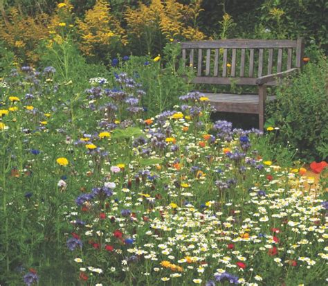 How To Grow An Annual Wildflower Meadow In 4 Simple Steps In 2021