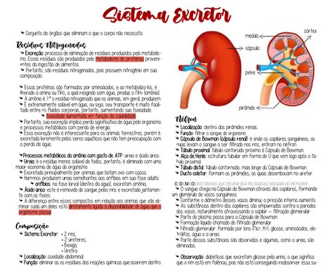 Mapa Mental Sobre Sistema Excretor Study Maps Artofit