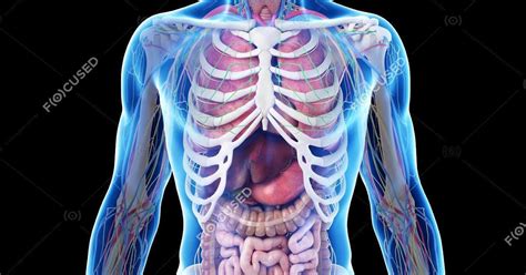 Male Internal Organs Of Human Body Realistic Human Body