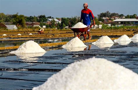 Pembuatan Garam Di Indonesia Berada Di Pesisir Pantai Utara Jawa Timur