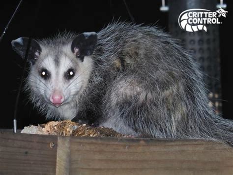 How To Get Rid Of Opossums In Your House And Yard Critter Control Of