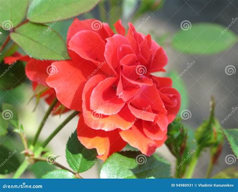 Small Red Rose Stock Image Image Of Bright Bush Scarlet 94980931
