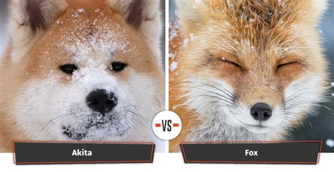 Dogs That Look Like Foxes 12 Foxy Dog Breeds
