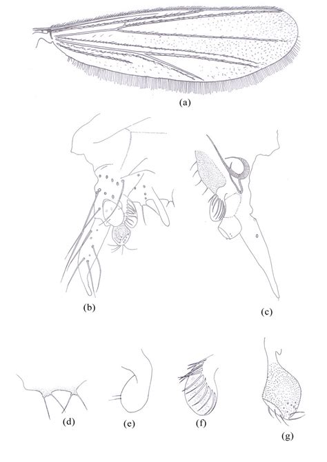 Rheotanytarsus Caputimberus N Sp Adult Male A Wing B
