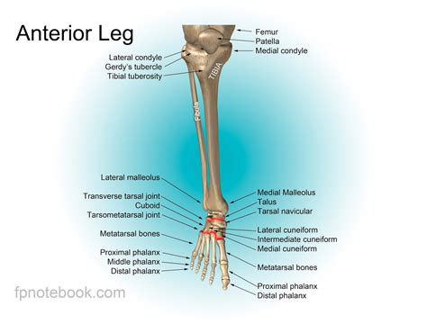 Human Leg Bone Structure Muscles Plantar Flexion Peroneus Fibularis