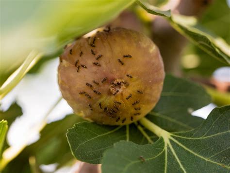 Ants On Fig Trees Tips For Protecting Fig Trees From Ants