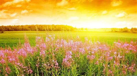 Download Vast Sunny Flower Field Wallpaper