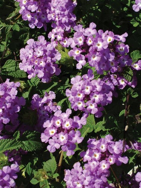 Maybe you would like to learn more about one of these? Learn how to grow colorful lantana. An easy-care perennial ...