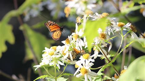 Your Toolkit For Saving Monarchs At Home Environmental Action