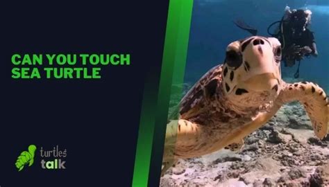 Can You Touch Sea Turtle Turtles Talk