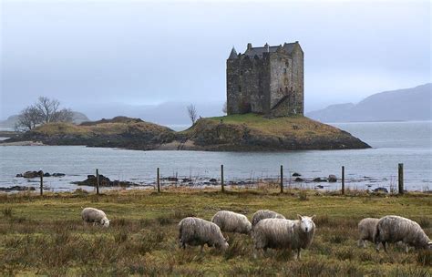 Tracy Hogan On Twitter Sheep Grazing And Castle Stalker Scotland By