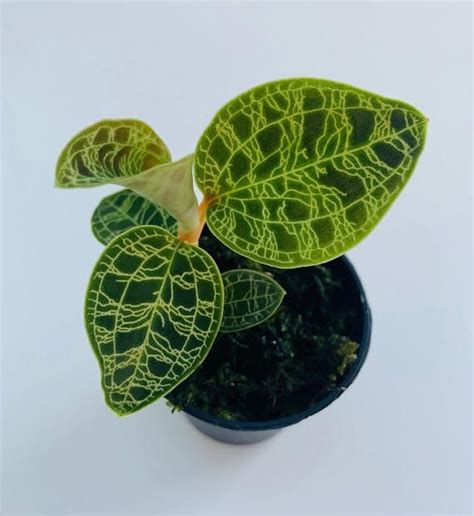 There are 32 lightning jewel orchid for sale on. Macodes petola - Jewel Orchids - Lightning leaf in 2020 ...