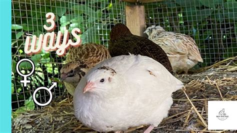 How To Tell The Difference Between Female And Male Coturnix Quail 3