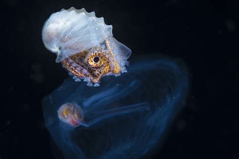 Female Paper Nautilus On A Salp Smithsonian Photo Contest