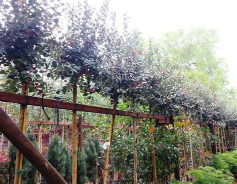 What happens with silver leaf? Silver Leaf Plants For Sale Online UK